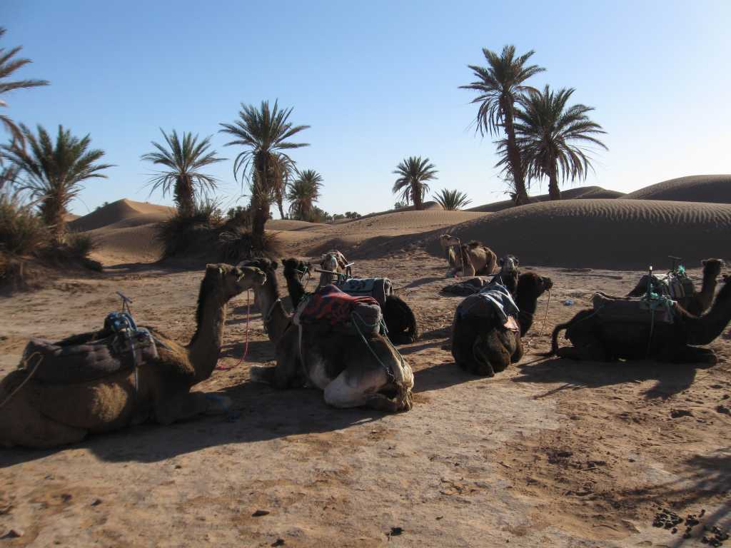 Dag 2 - Woestijn wandeltocht met kamelen vanaf Marrakech