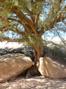Natuur / cultuur rondreis Zuid-Marokko vanuit Agadir 50+