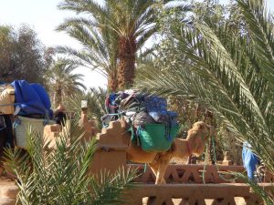 Woestijn wandelen en yoga + Essaouira & Marrakech