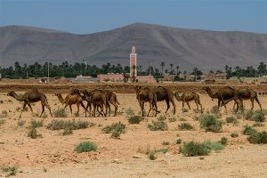Natuur / cultuur rondreis Zuid-Marokko vanuit Agadir - start Marrakech