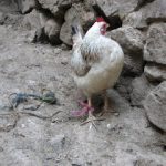 Marokko op reis: Reisverhalen en Berbersprookjes